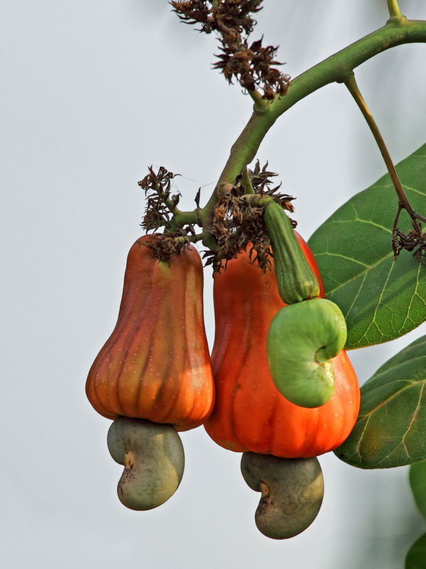 Cashew nuts are actually not nuts at all. They are a low-hanging seed of a cashew apple, the fruit of the tropical evergreen cashew tree