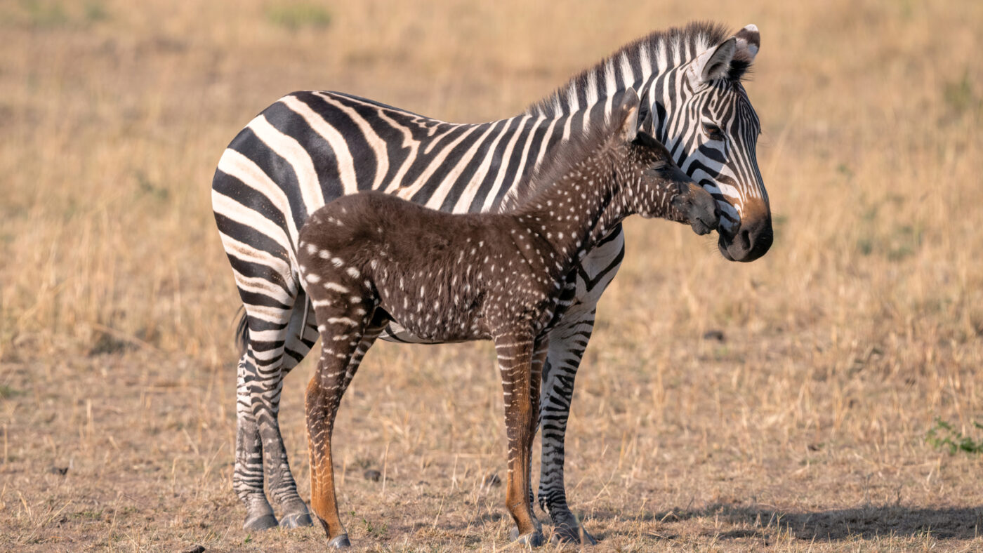 Polka-Dotted Zebra