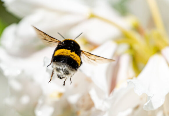 Beyond the Buzz: The Bumblebee Paradox